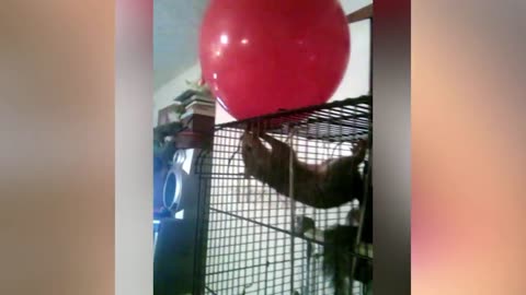 New Funny Animals Video 2023 | Funniest Cats and Dogs Videos | New Funny Video Of Cat And Dogs #225