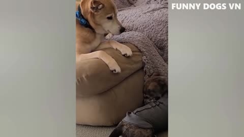 Funny Animals Video | Dog and Cat Funny Video