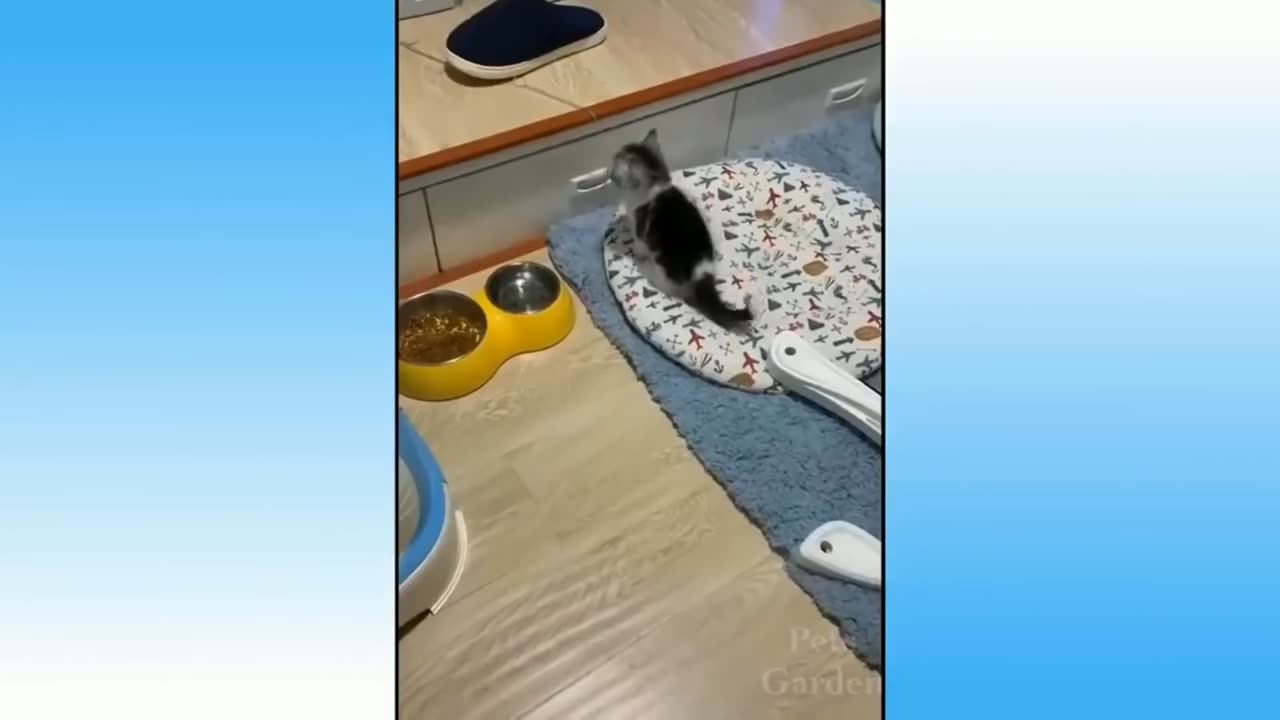 Funny Animals 🐧 - Best Of The 2024 Funny Animal Videos 😁 - Cutest Animals Ever.mp4-Prt3