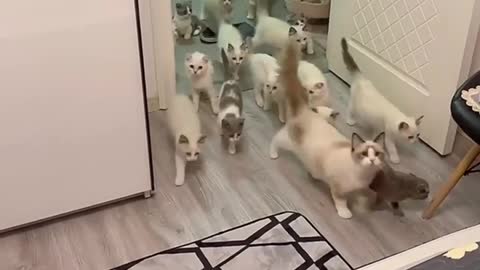 Funny cats