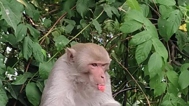 Monkey Apple🍎 Eating