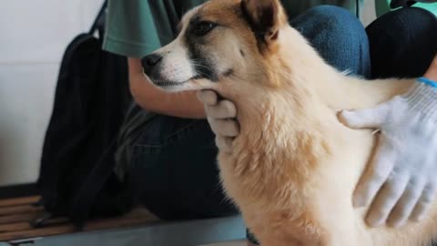 female hands petting caged stray dog in pet shelter