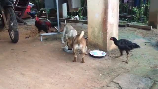 Chicken Vs Dog Funny Animal Attack Video