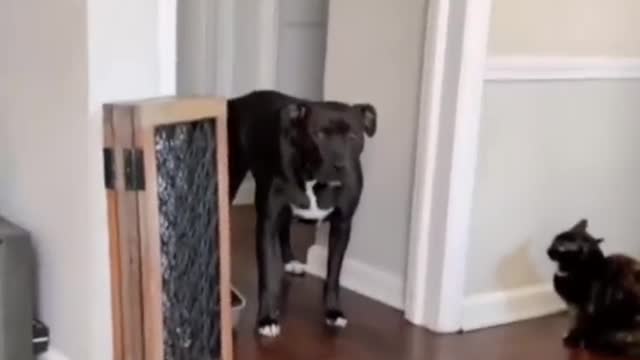 funny animal videos! Lustige tiere - Hunde / Katzenvideos / Die besten Videos vom Mai 2022