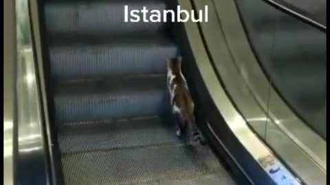You know it's Stambul??