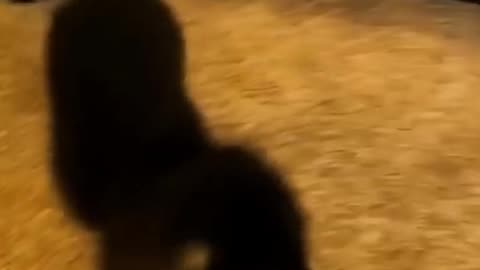 Welcome to Funny Animal's channel ❤