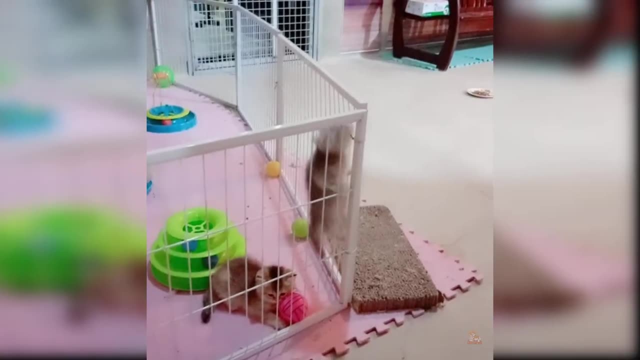 Baby Cats - Cute and Funny Cat Videos Compilation #3