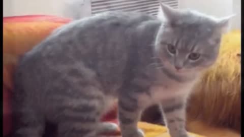 Funny animal