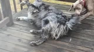 Watch till the end. Hahaha