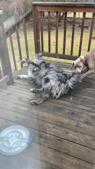 Watch till the end. Hahaha