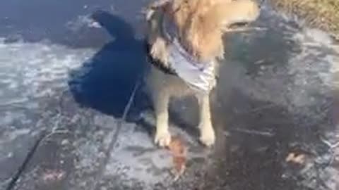 Golden Retriever tries to go swimming on patch of ice