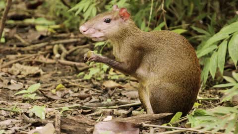 mouse