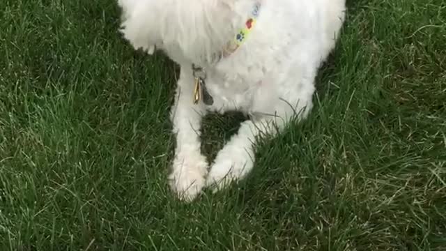 White dog crawling on grass with just front legs