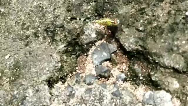 Creature in normal way