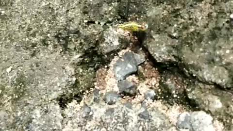 Creature in normal way