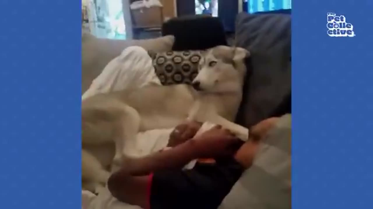 Non Stop Laughter - Funny Husky Videos compilation
