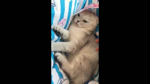 Make the cat