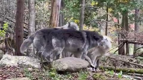 I've never seen a wolf be silly oh my goodness 😭😭
