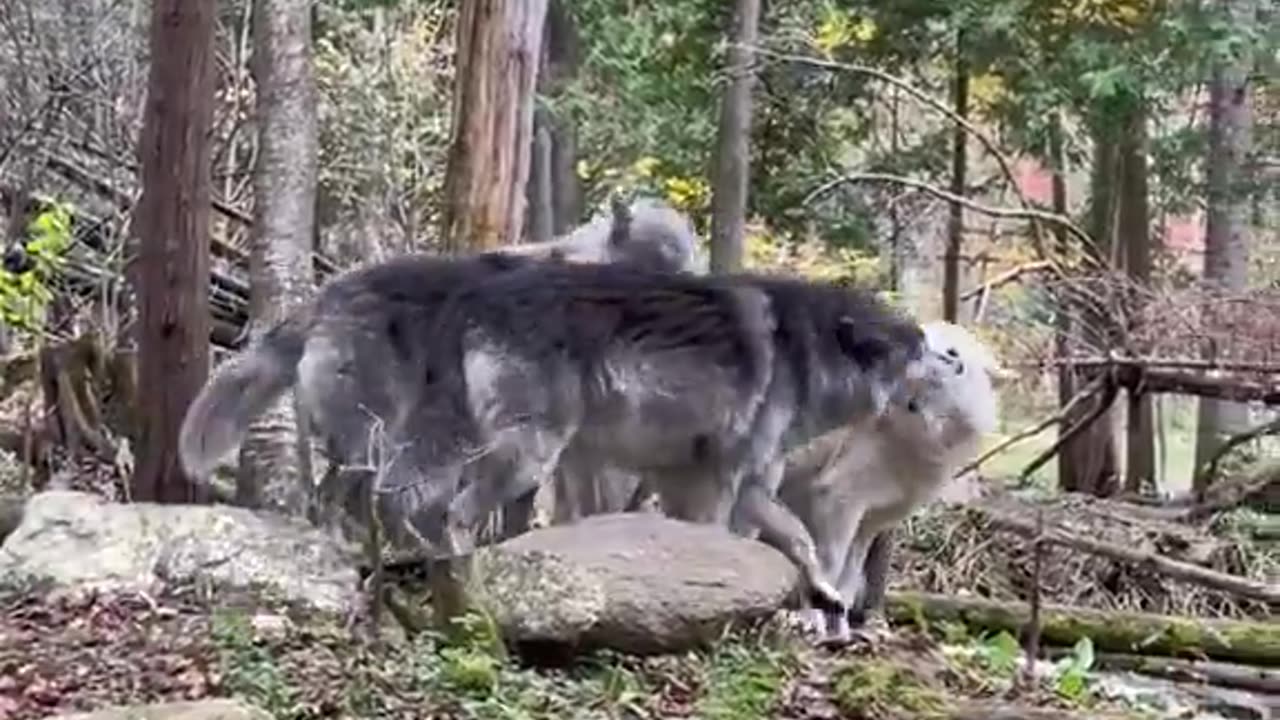 I've never seen a wolf be silly oh my goodness 😭😭