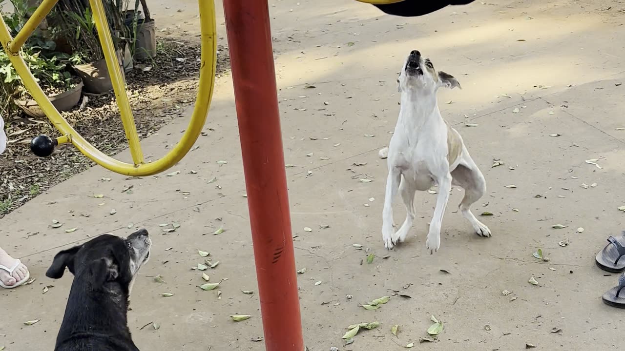 Spinning in Circles Draws a Barking Audience