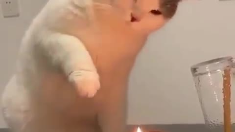 Funny cat playing with candle