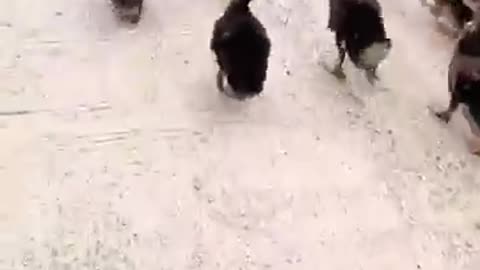 Duck masti______