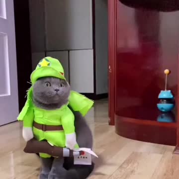 You never had watche before this cat dance video