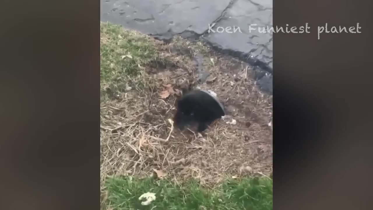 Funny Dogs And Cats Videos 2023