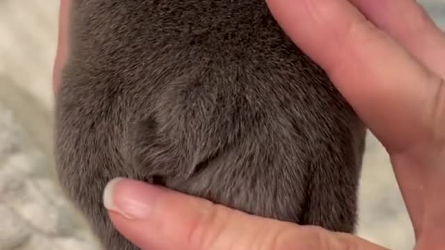Funny Animal Videos that Make Me Burstnto Tears Laughing (CUTE) #shorts