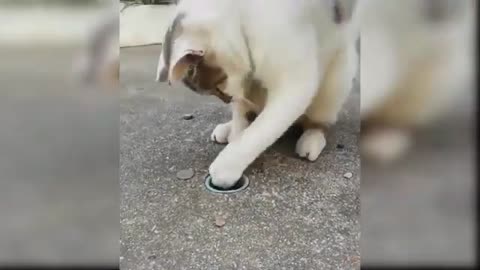 Funny Cat Video 33