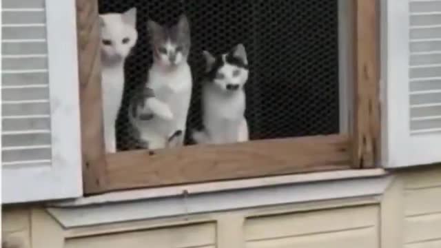 The Best Audience
