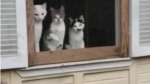The Best Audience