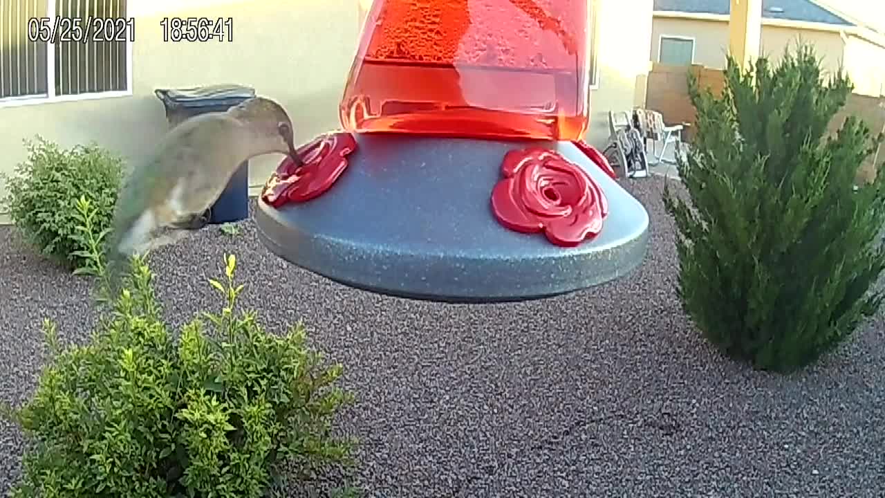 May 25, 2021 at 6:55 PM Hummy Sr and Hummy Jr
