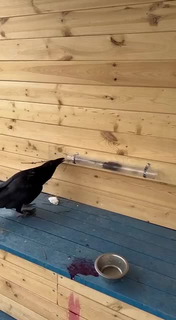 The Raven is highly intelligent and adaptable