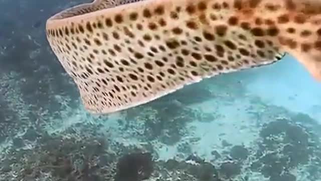The most beautiful shark in the world