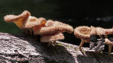 Mushrooms on a tree on Venus Ranch
