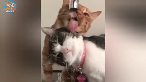Funny animals
