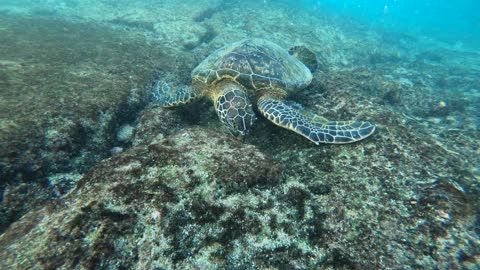 Sea Turtle on Big Island