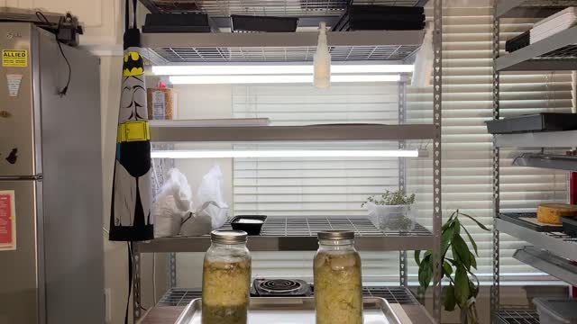 Taste Testing the two fresh sauerkraut.