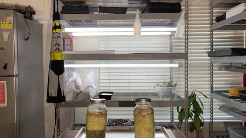 Taste Testing the two fresh sauerkraut.
