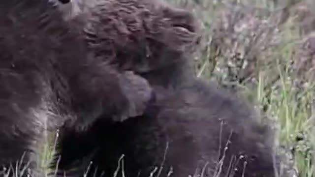 Pet funny video