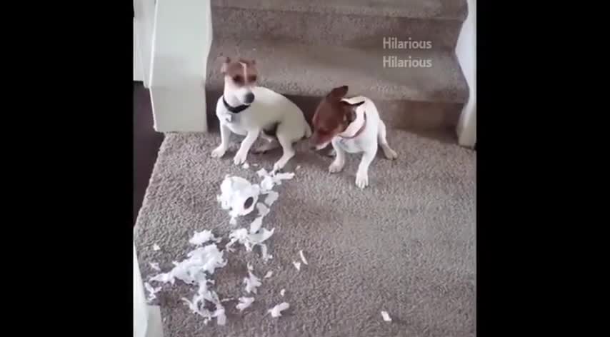 Funny Dogs For Energizing Your Accumulator ))