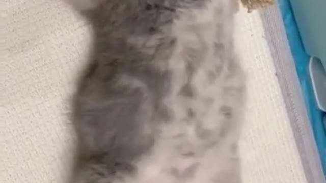 cute cat ❤ #cat #cutecat #viral