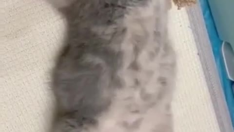 cute cat ❤ #cat #cutecat #viral