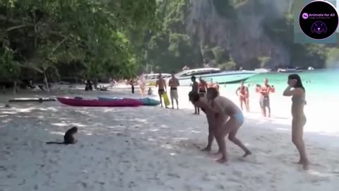 Monkey Doing Stupid Things! So Funny! 🤣🤣 #13