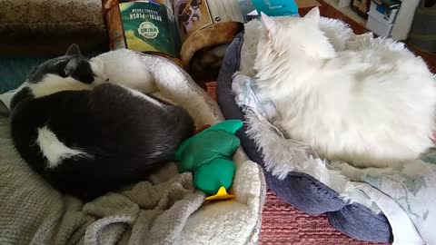 Both of the cats don't like each other!