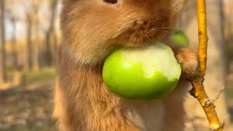 What is this sweet and crispy fruit?
