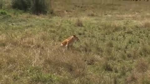 Lion hunt