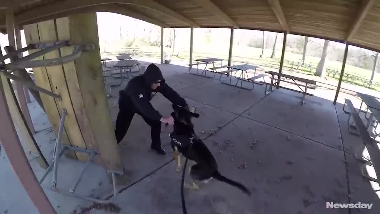 fun police dog training