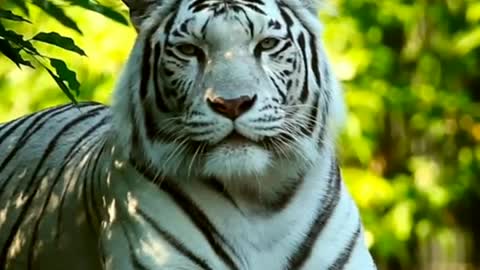 Tiger look 🐅🐅🐅🐯🐯🐯